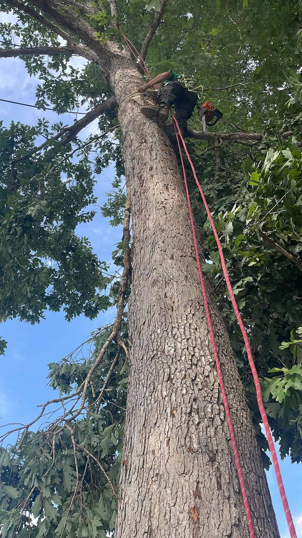 Commercial Roofing image