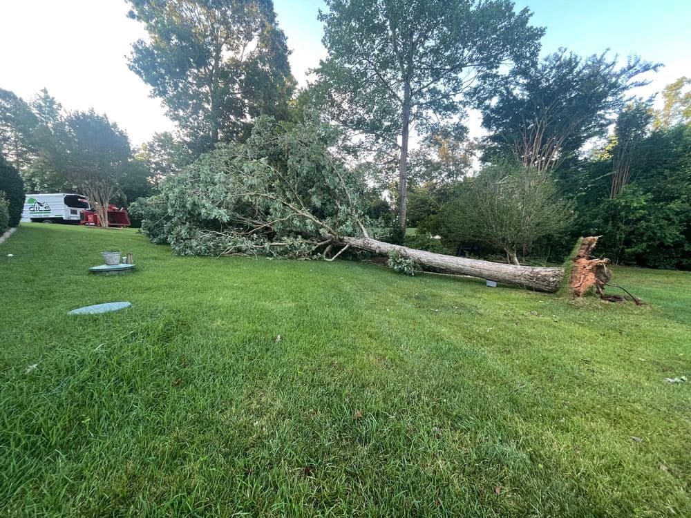 Fallen tree in a backyard, showcasing damage and lawn conditions after a storm.