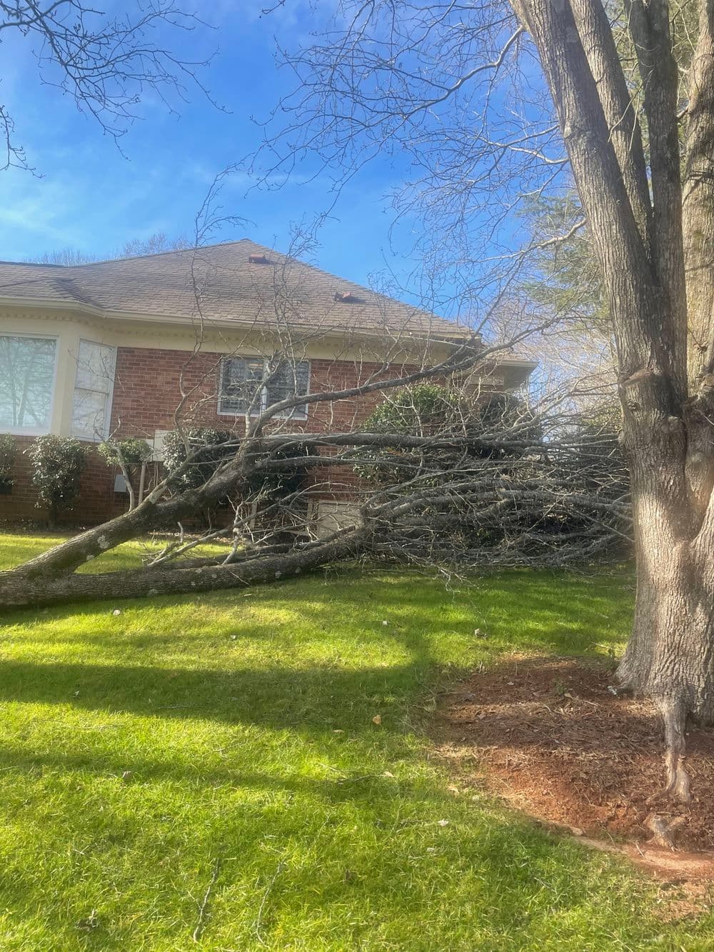 Fallen tree branches on lawn beside brick house under clear blue sky.