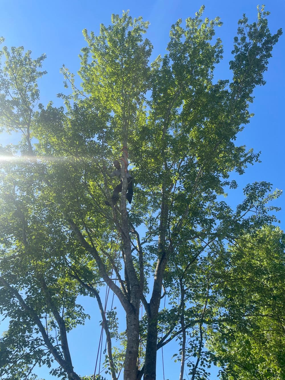 Person climbing a tree on a sunny day with vibrant green leaves in the background.