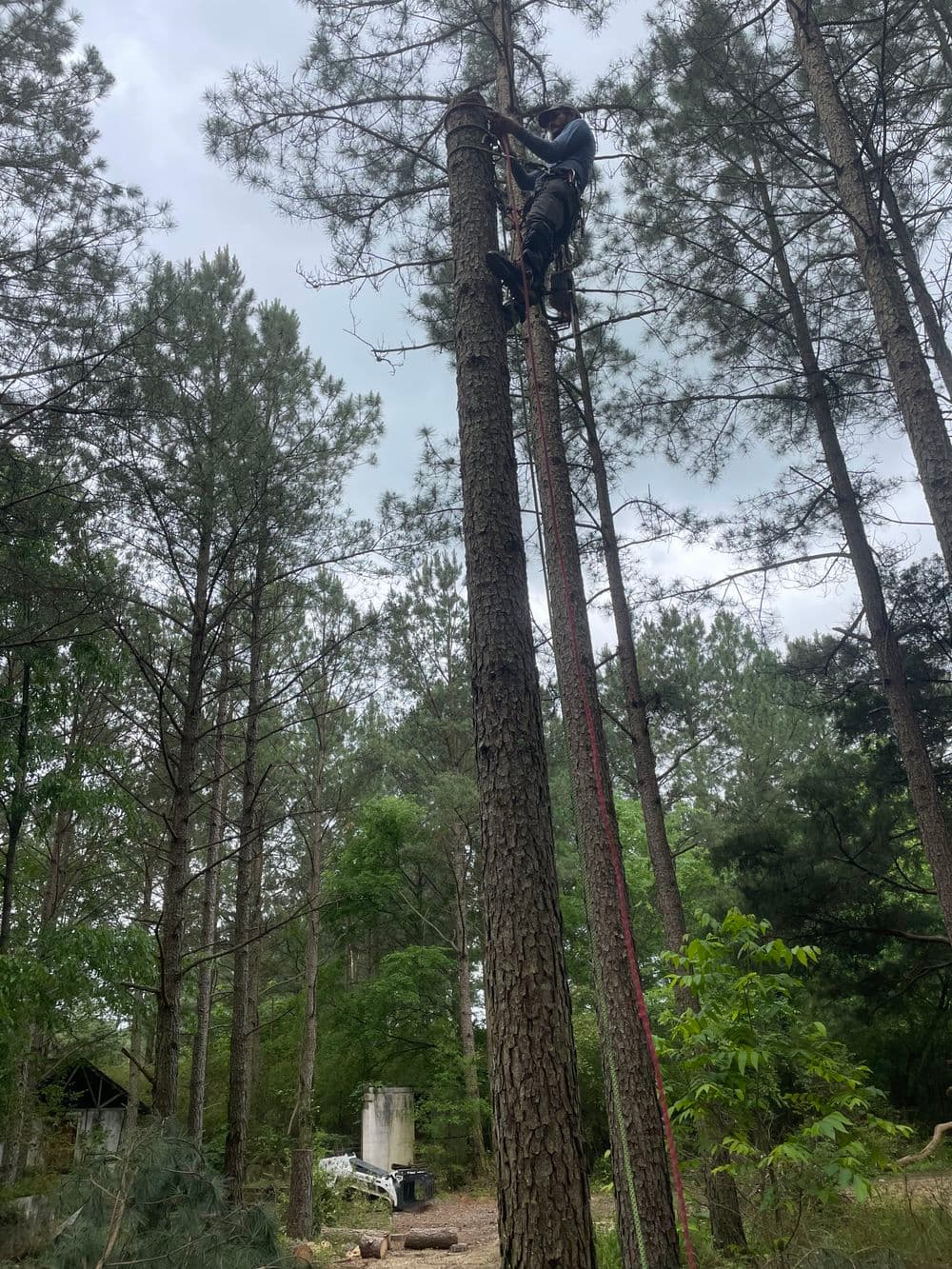 Person climbing a tall pine tree in a forested area using safety equipment.