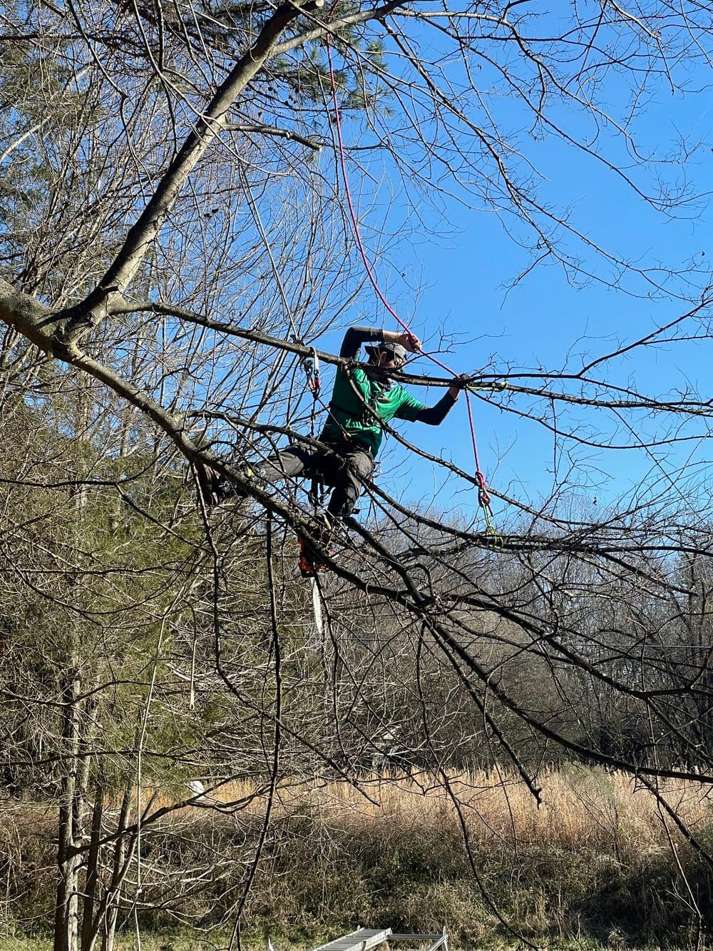 Person climbing a tree using safety gear and ropes on a clear, sunny day.