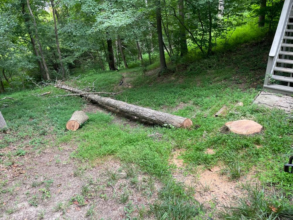 Fallen tree across green lawn with cut stumps and dense woodland in the background.