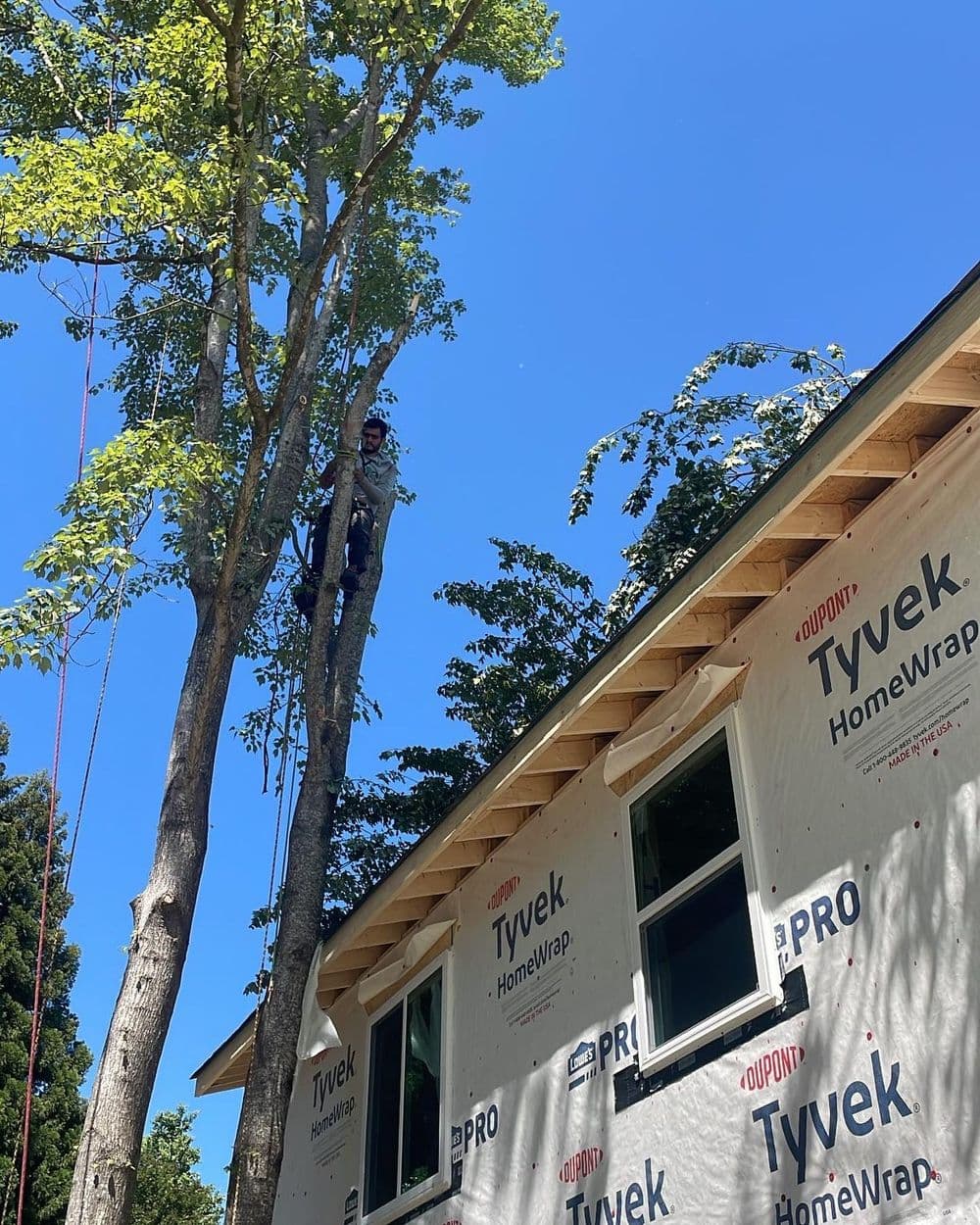 Tree removal professional working at height near a house under construction.