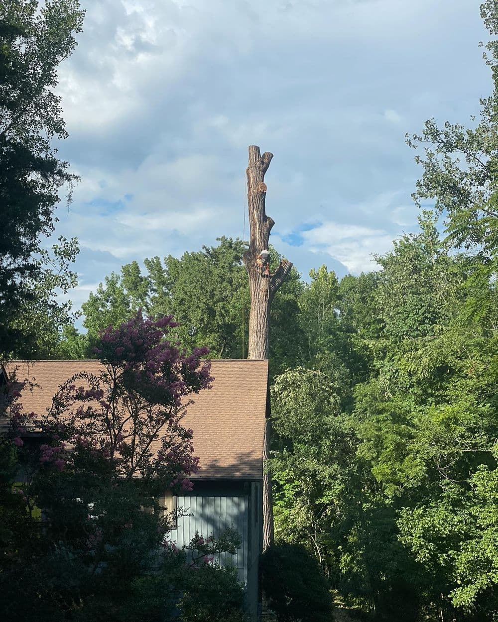 Tall tree stump with trimmed branches behind a house surrounded by lush greenery.