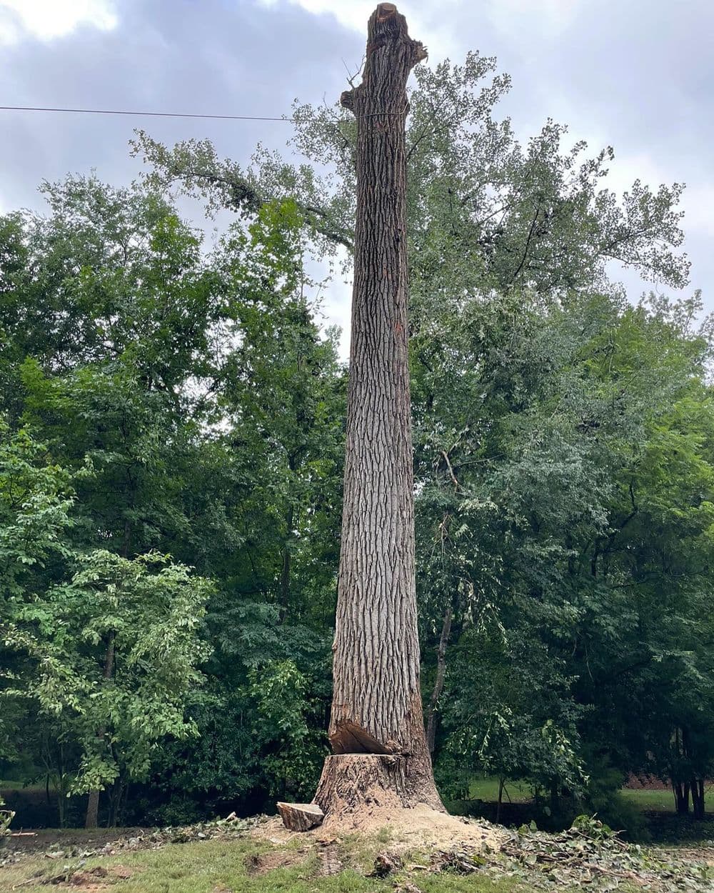 Tall tree stump surrounded by greenery, showcasing its textured bark and cut base.