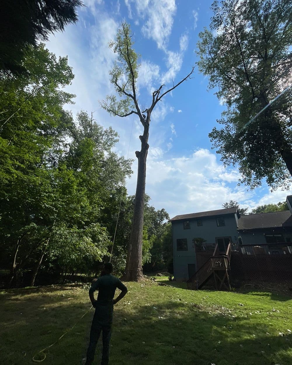 Tree removal in a backyard with a clear blue sky and a person observing the process.